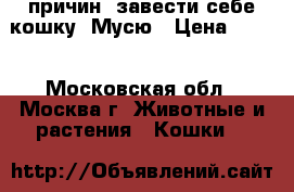 7 причин  завести себе кошку  Мусю › Цена ­ 100 - Московская обл., Москва г. Животные и растения » Кошки   